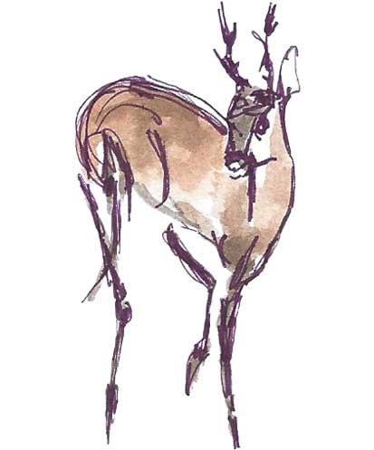 aquarelle d'un cerf