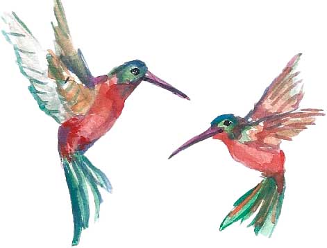 aquarelle de deux colibris en vol